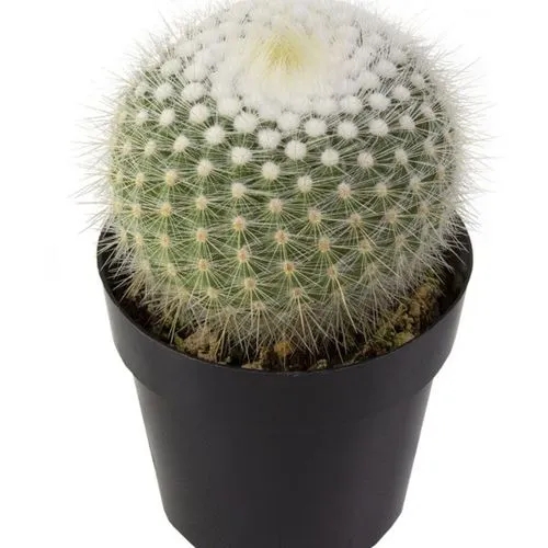 Cactus Identifier