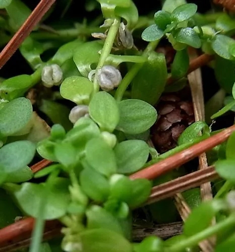 Aquatic Plant Identifier