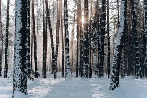 Taiga Plants You Can Find in Boreal Forests