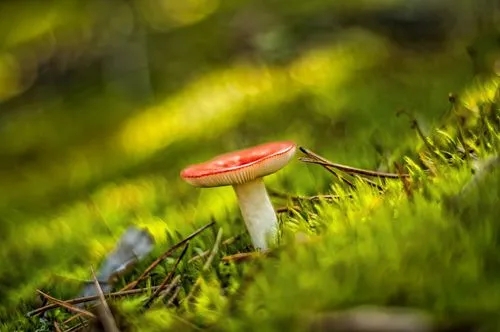 Why Are Mushrooms Growing in My Yard? 