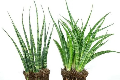 Fernwood Snake Plant