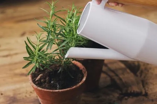 How to Propagate Rosemary