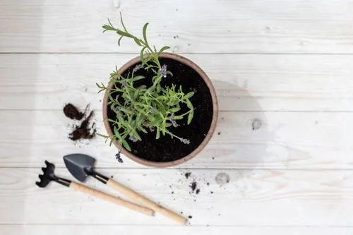 How to Grow Lavender from Seed 