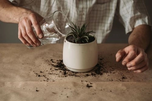 How to Water Succulents