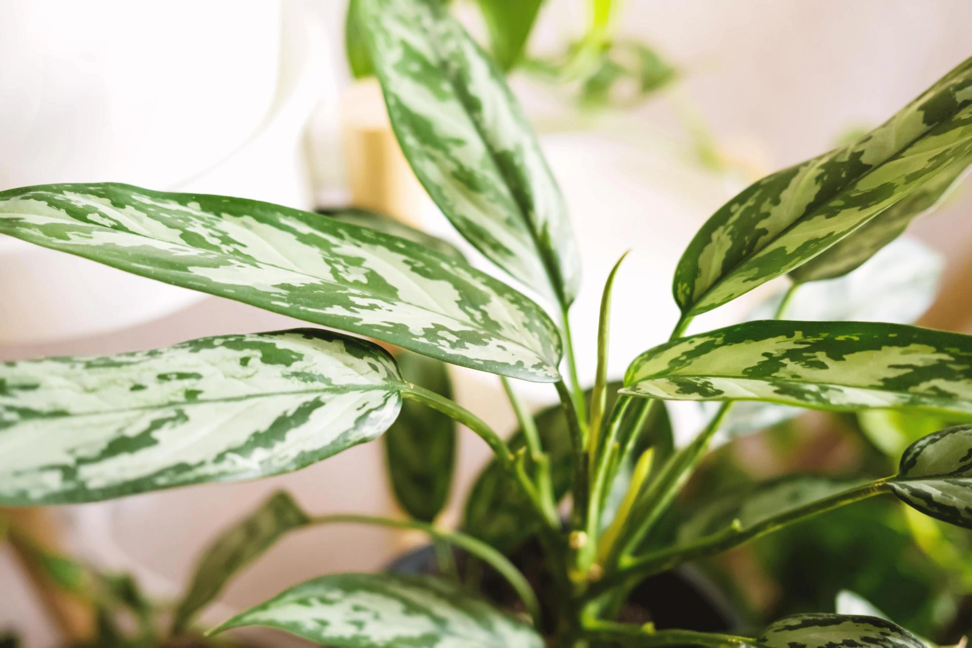 close-up-leaves-of-aglaonema-plant-2021-12-09-07-20-58-utc-min.jpg