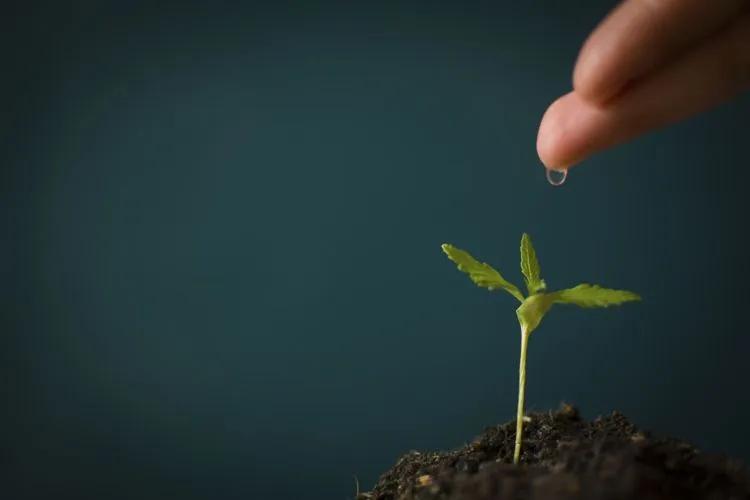 Tips For Watering Cannabis Plants Stages, Best Time & Other Guides