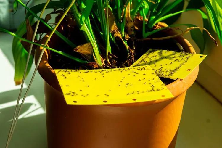 How to Get Rid of Fungus Gnats in Houseplants Naturally