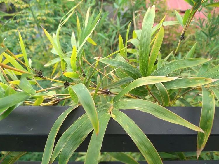Why Bamboo Leaves Turning Yellow or Brown? Reasons & Other Problems