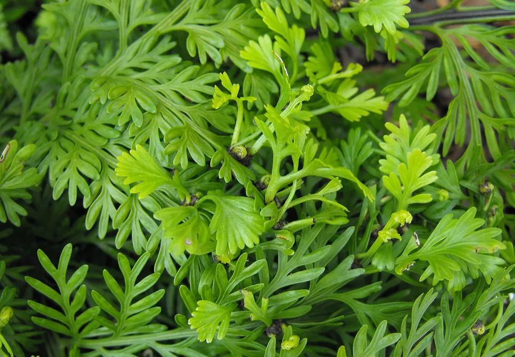 Verdant Asplenium Plant