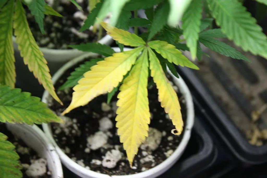 Why Cannabis Leaves Turning Yellow Reasons And Tips 5019