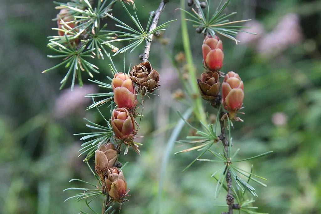 Taiga Plants You Can Find in Boreal Forests