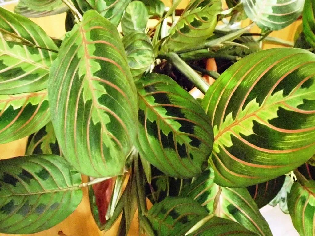 Maranta Leaves