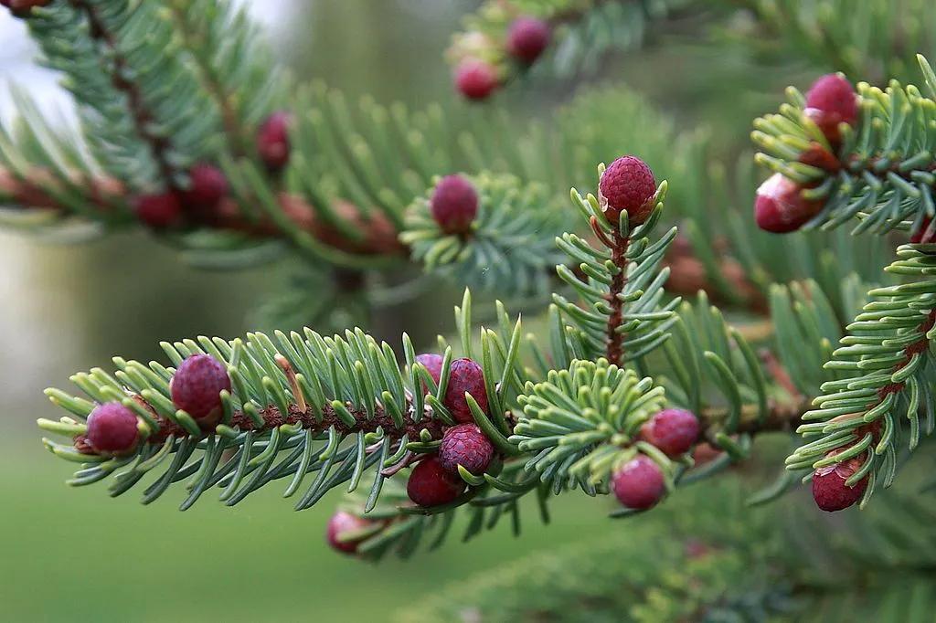 Plants & Animals in the Taiga Biome