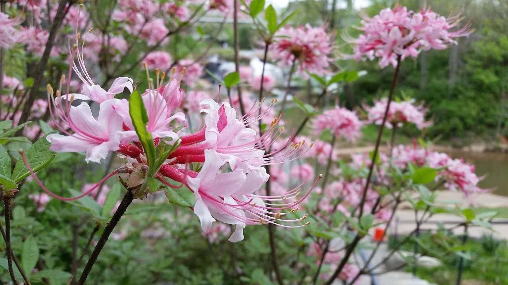 Rhododendron Сloseup in the Gardens