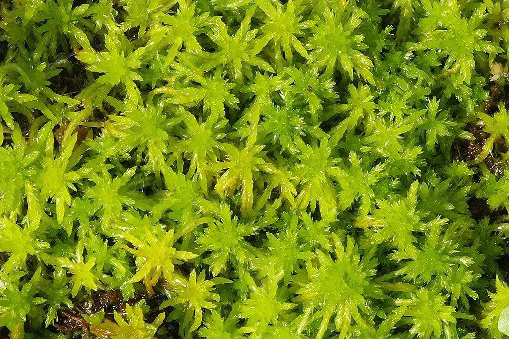 Sphagnum in Bright Light