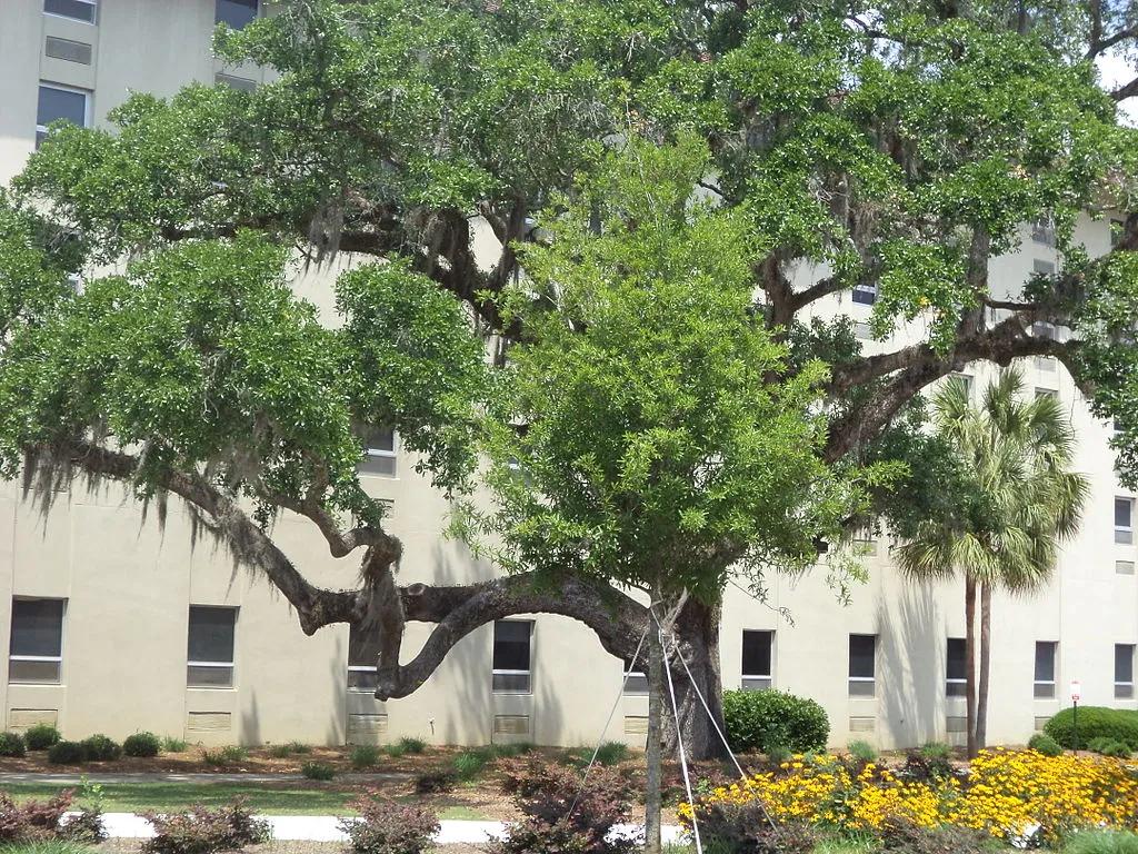 Overcup Oak Next to a Building