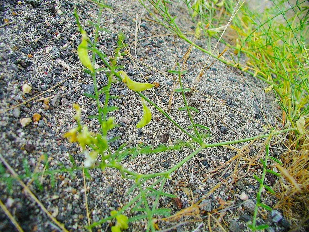 Heat Stress in Plants 101 Signs, How to Identify, Prevent & Recover