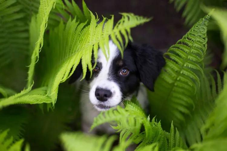 is citronella grass safe for dogs