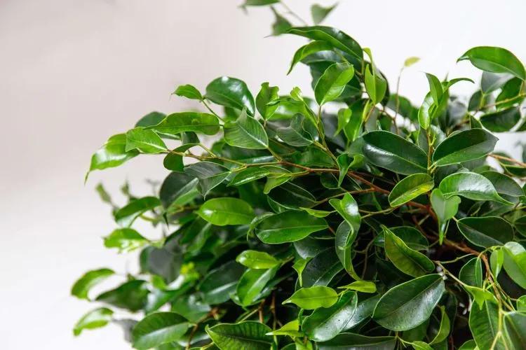 10+ Hardest Houseplants to Keep Alive, Grow and Take Care of