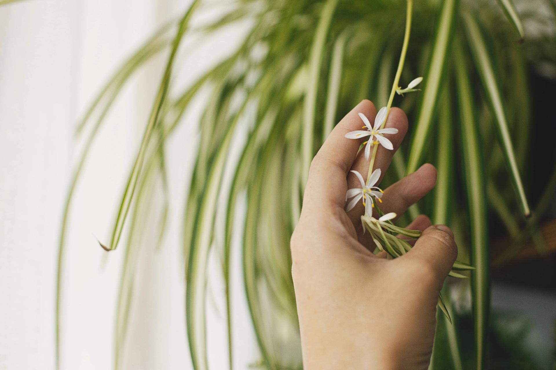 hand-holding-white-flowers-of-spider-plant-close-u-2022-02-08-02-11-09-utc-min.jpg