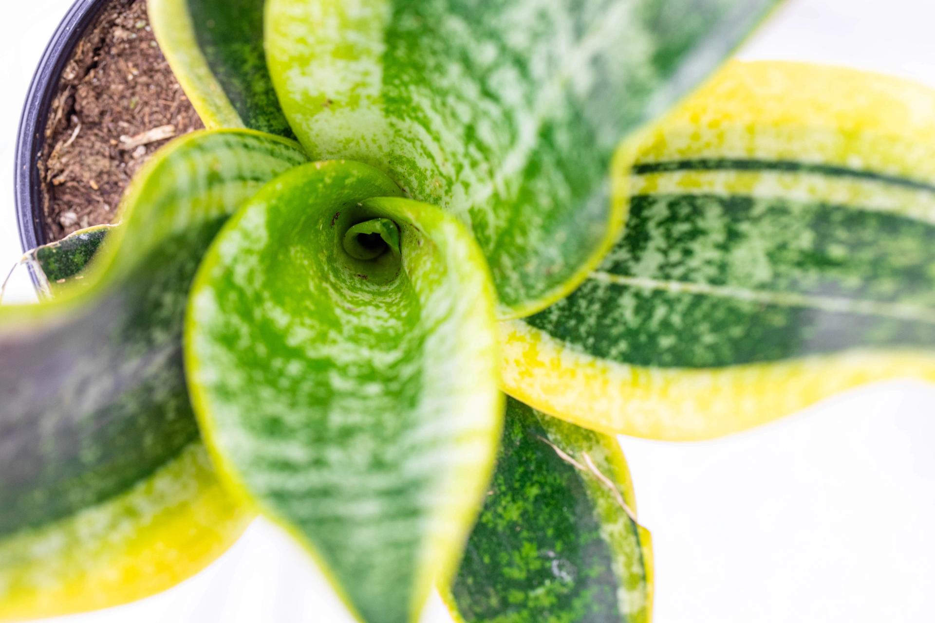 looking-down-at-a-snake-plant-2022-01-04-17-55-45-utc-min.jpg