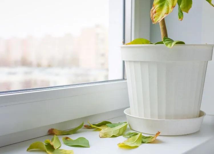 Top houseplants with white flowers