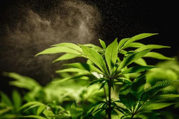 Best Water For Weed Plants (Ideal Temp, Ph & Other Cannabis Tips)