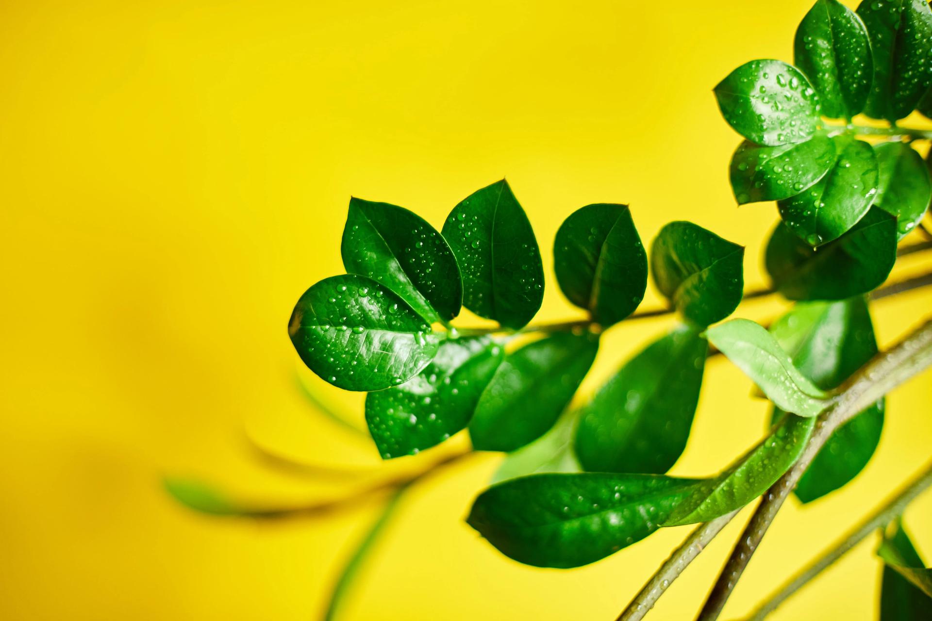 zamioculcas-zamiifolia-plant-on-yellow-background-2022-01-29-11-05-42-utc-min.jpg