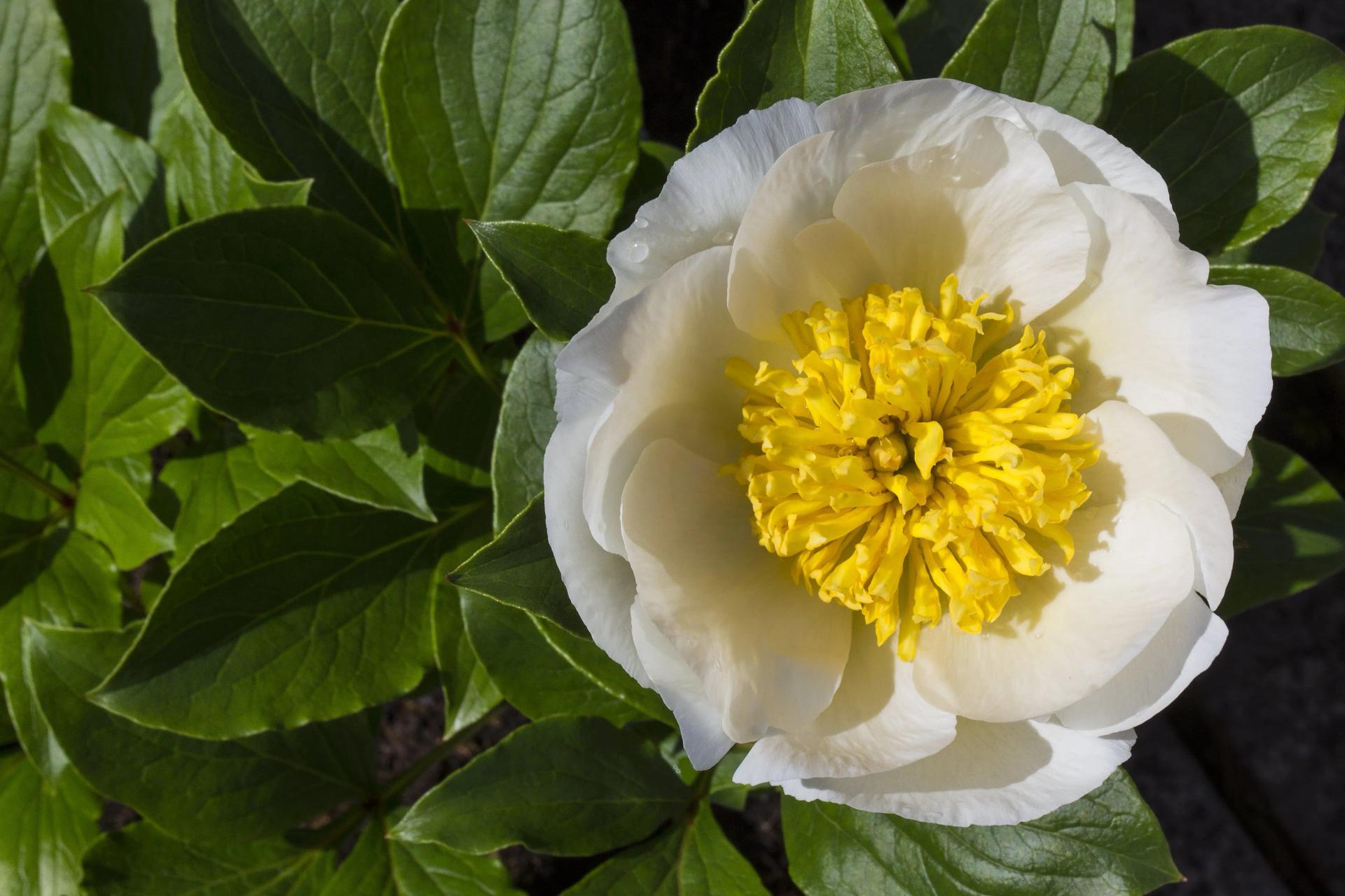 paeonia-lactiflora-chinese-peony-is-a-herbaceous-2021-09-04-04-13-01-utc-min.jpg