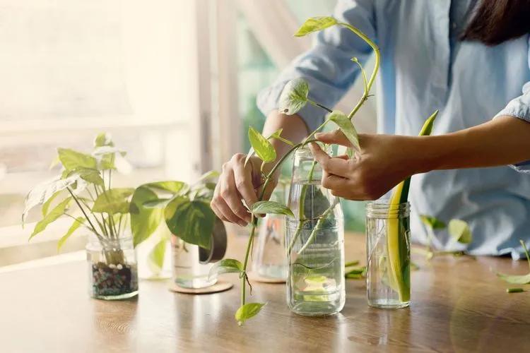 Plant Water Propagation Step-By-Step Guide – Ways, Tips & Problems to Know