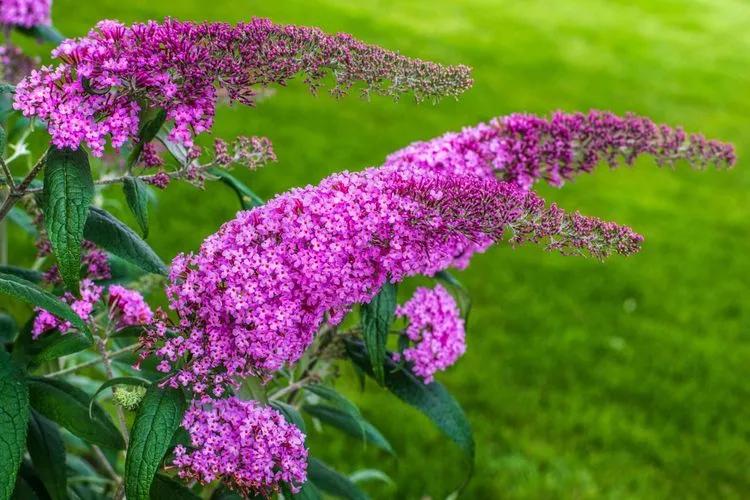 Top houseplants with white flowers