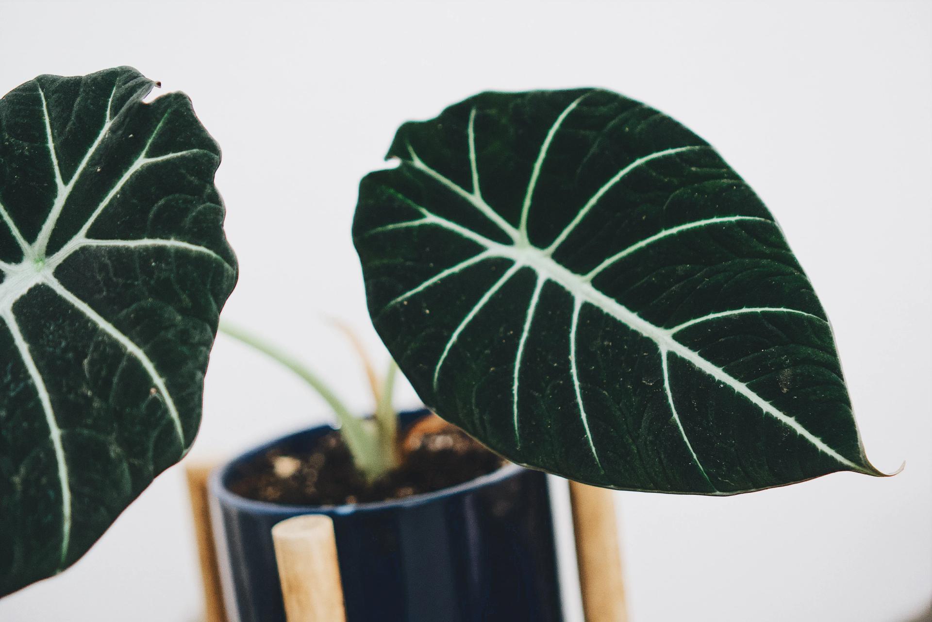 alocasia-houseplant-closeup-home-decor-2021-08-30-16-40-30-utc (1)-min.jpg