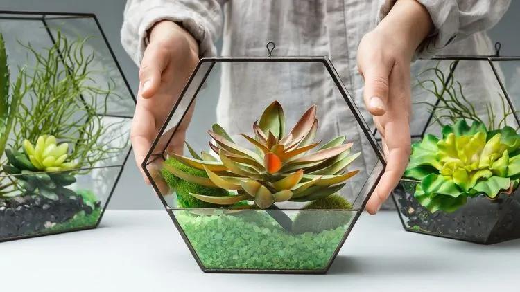 Full Guide to Terrarium Plants