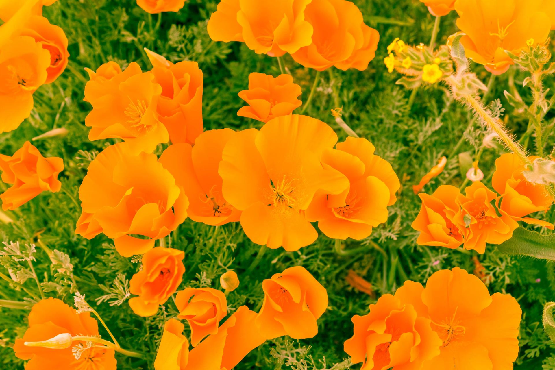 california-poppies-2021-09-01-15-27-37-utc-min.jpg