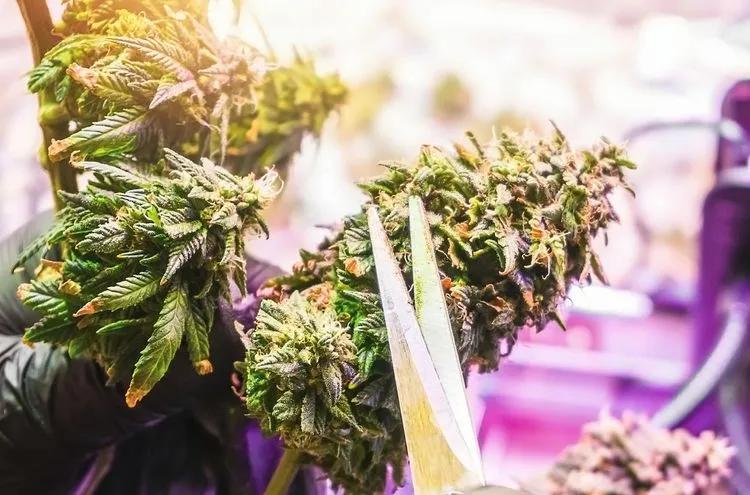 Original Guide to Drying and Curing Marijuana Buds