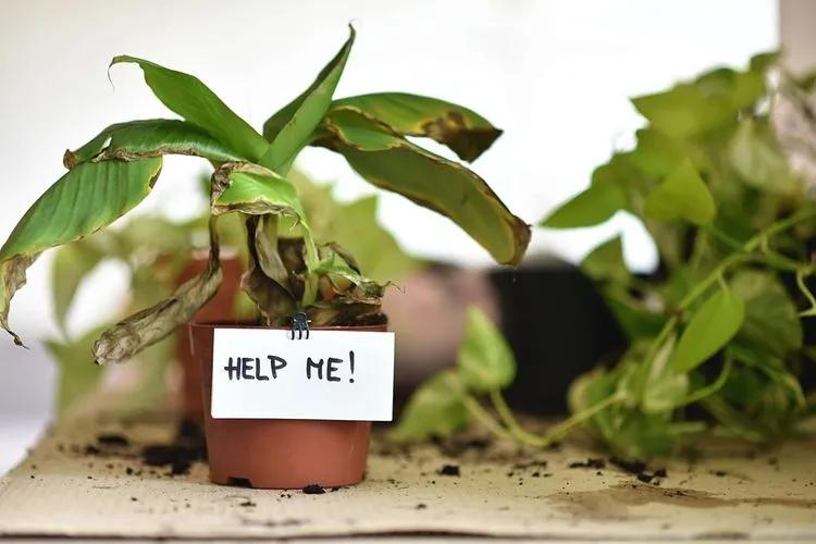 Getting Rid Of The Fungus Gnats Among Us - Good Earth Plants