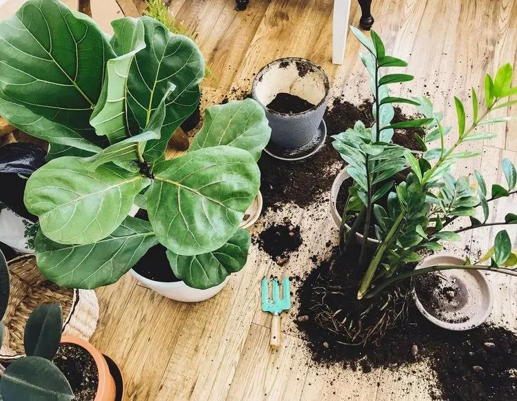 The Drawbacks of Fake Plants and Why to Grow Real Houseplants