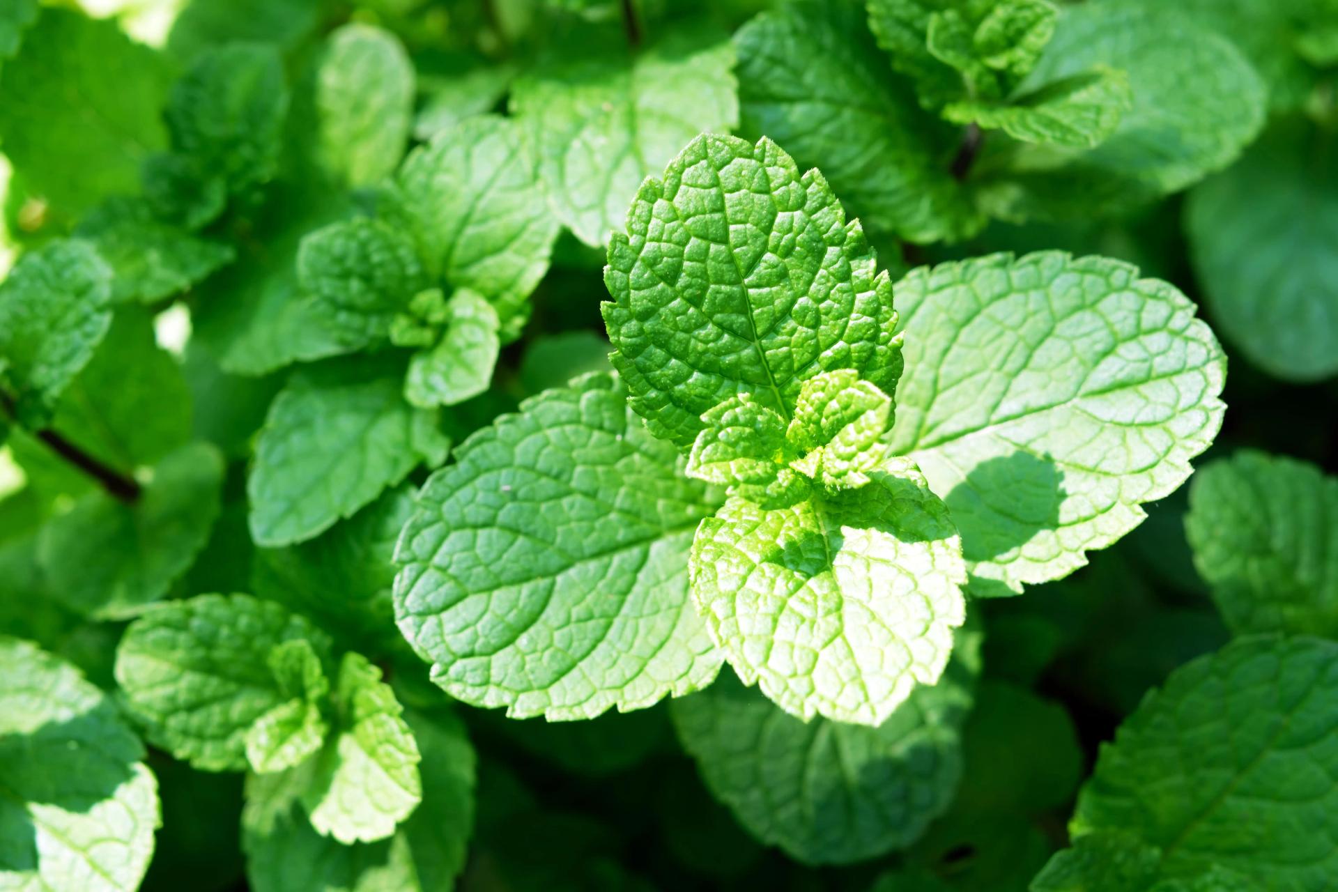 peppermint-mint-twigs-closeup-2021-08-26-17-02-41-utc-min.jpg