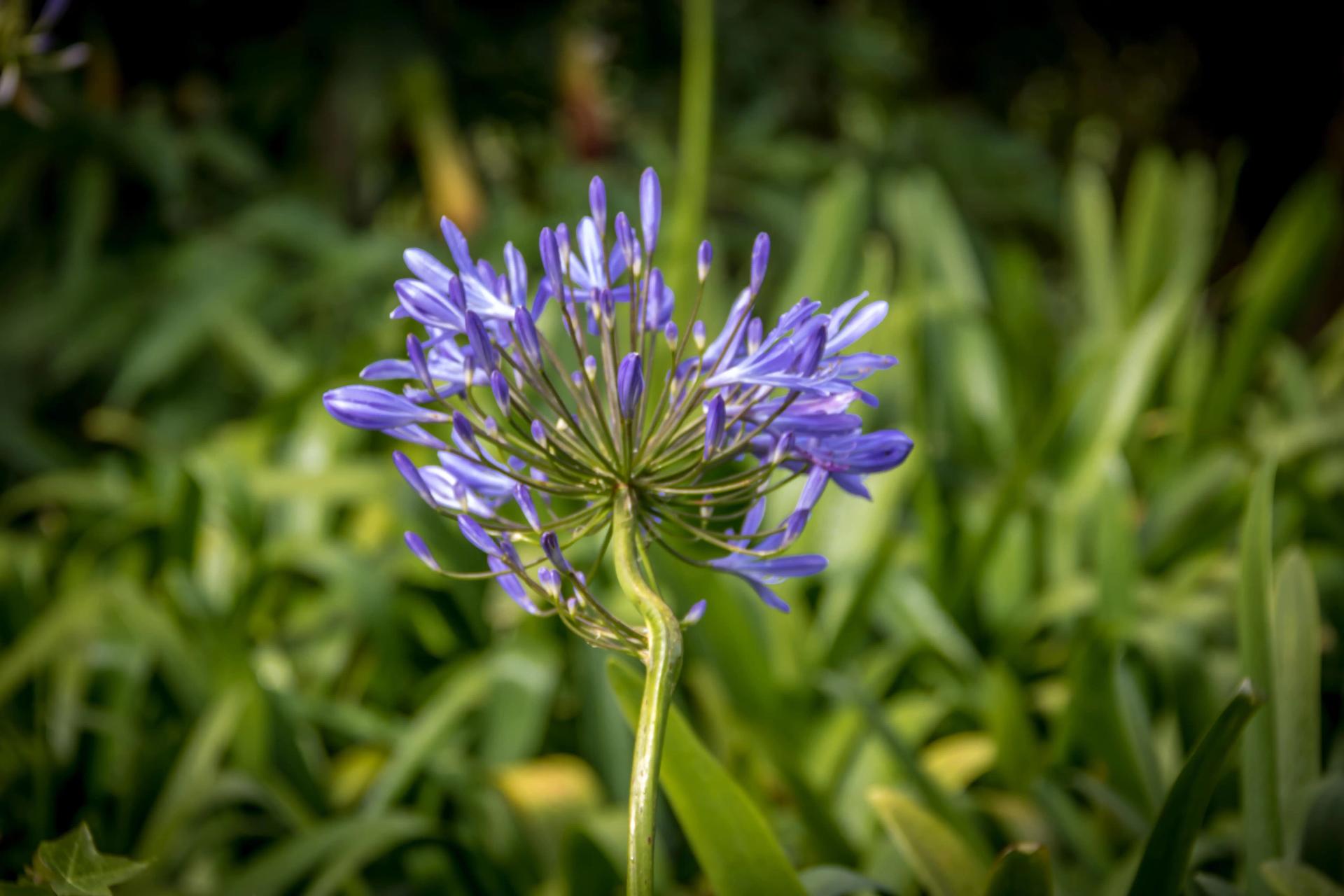 purple-agapanthus-flower-african-lily-2022-02-24-22-28-33-utc-min.jpg