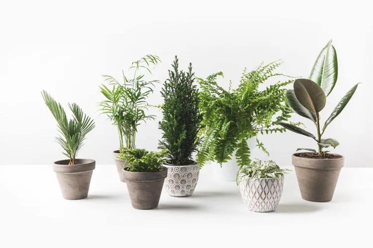 Indoor fake plants are better than real plants—here's why - Reviewed