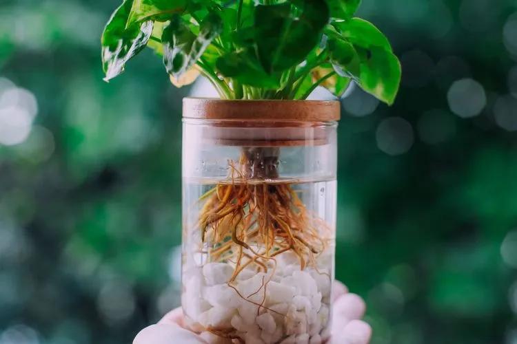 How to Propagate Plants in Water, Tips & Tricks