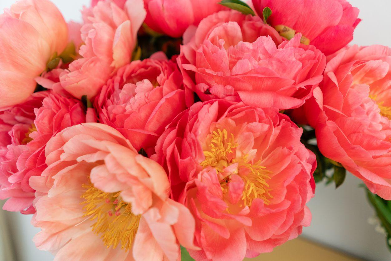 Coral peonies in full bloom