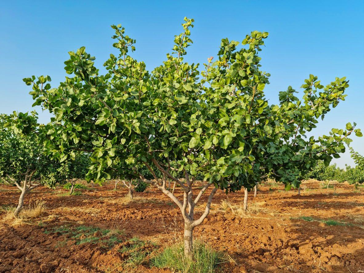 A pistachio tree in the summer time