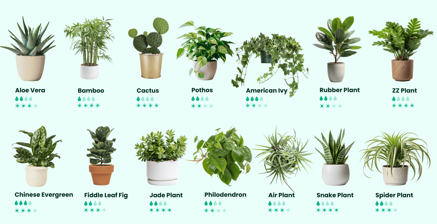 Air-purifying plants with care instructions