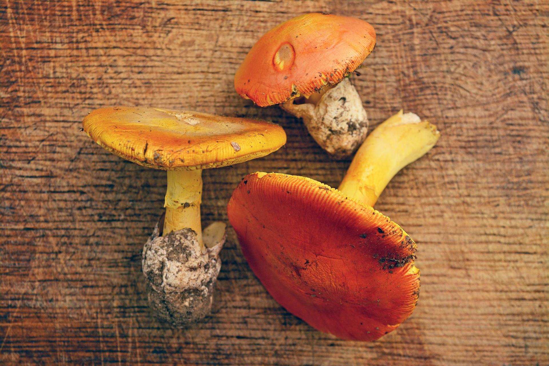 Harvested Caesar’s mushrooms