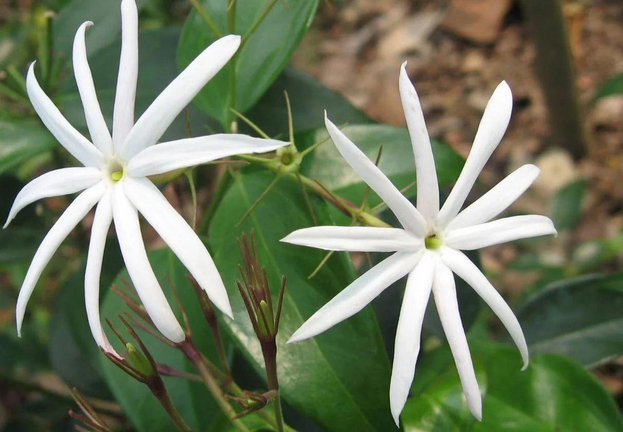 Angel Wing Jasmine.jpg