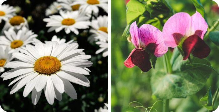 April birth flowers together