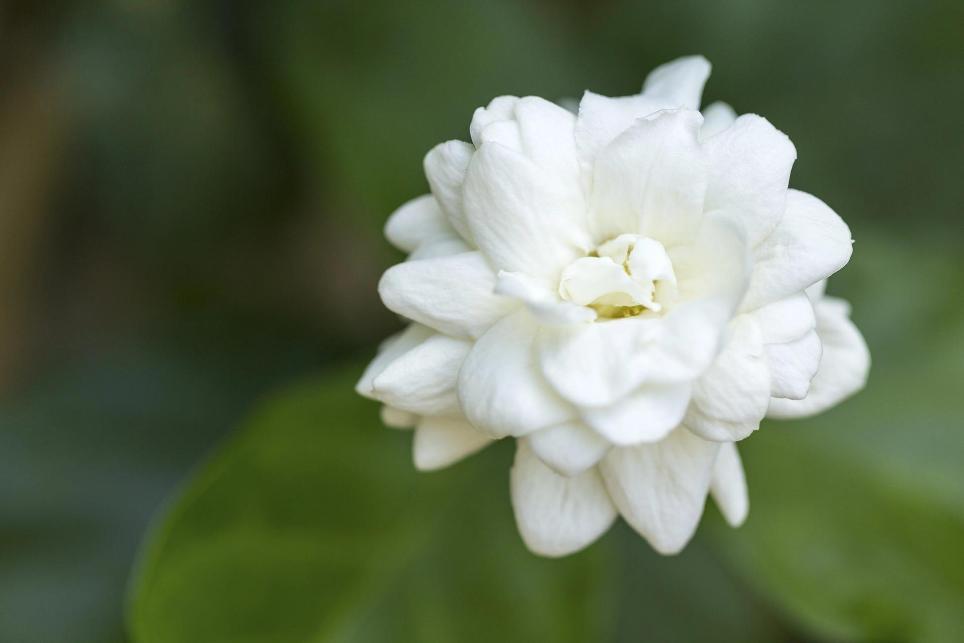 Arabian Jasmine.jpg