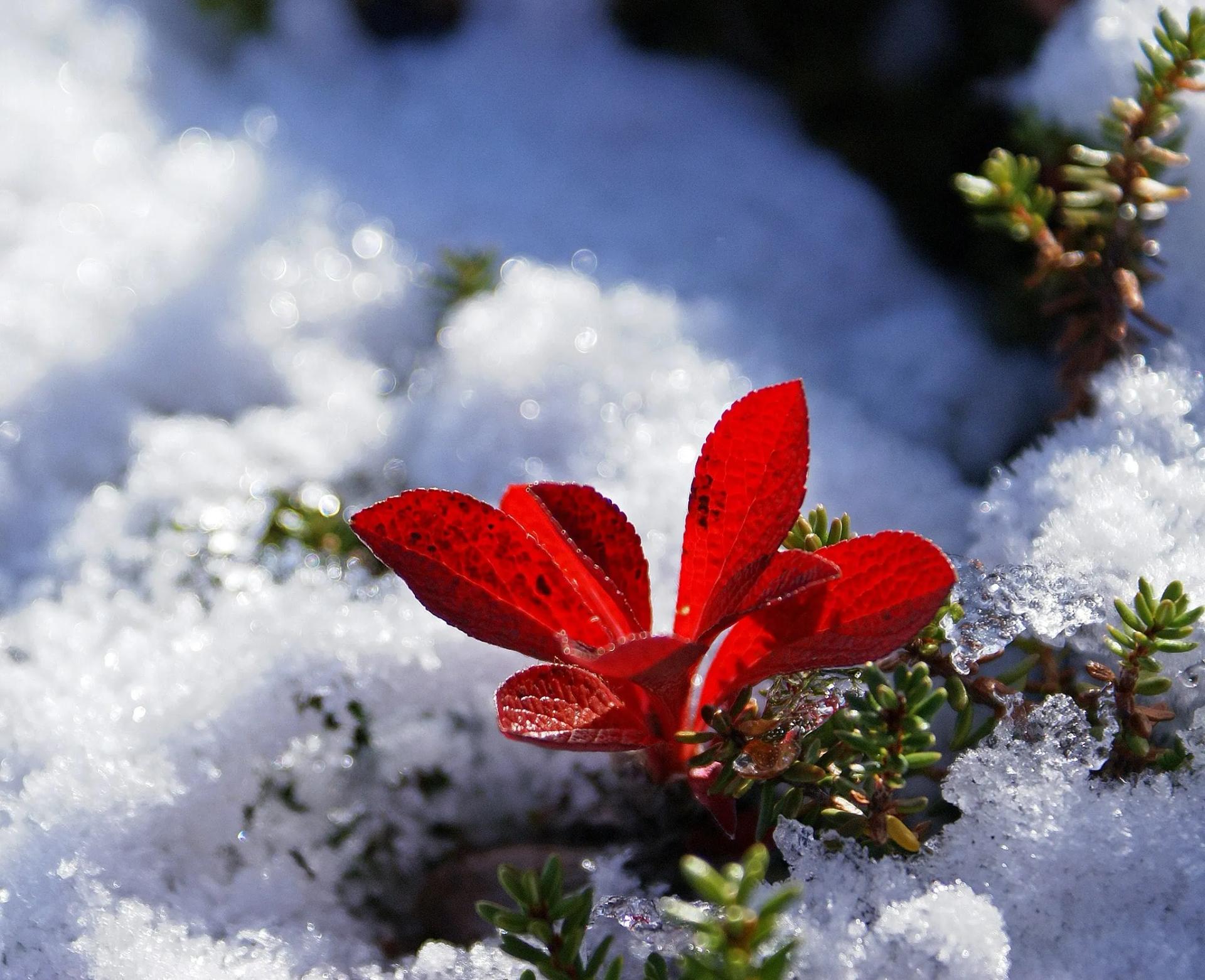 Alpine Bearberry in Tundra