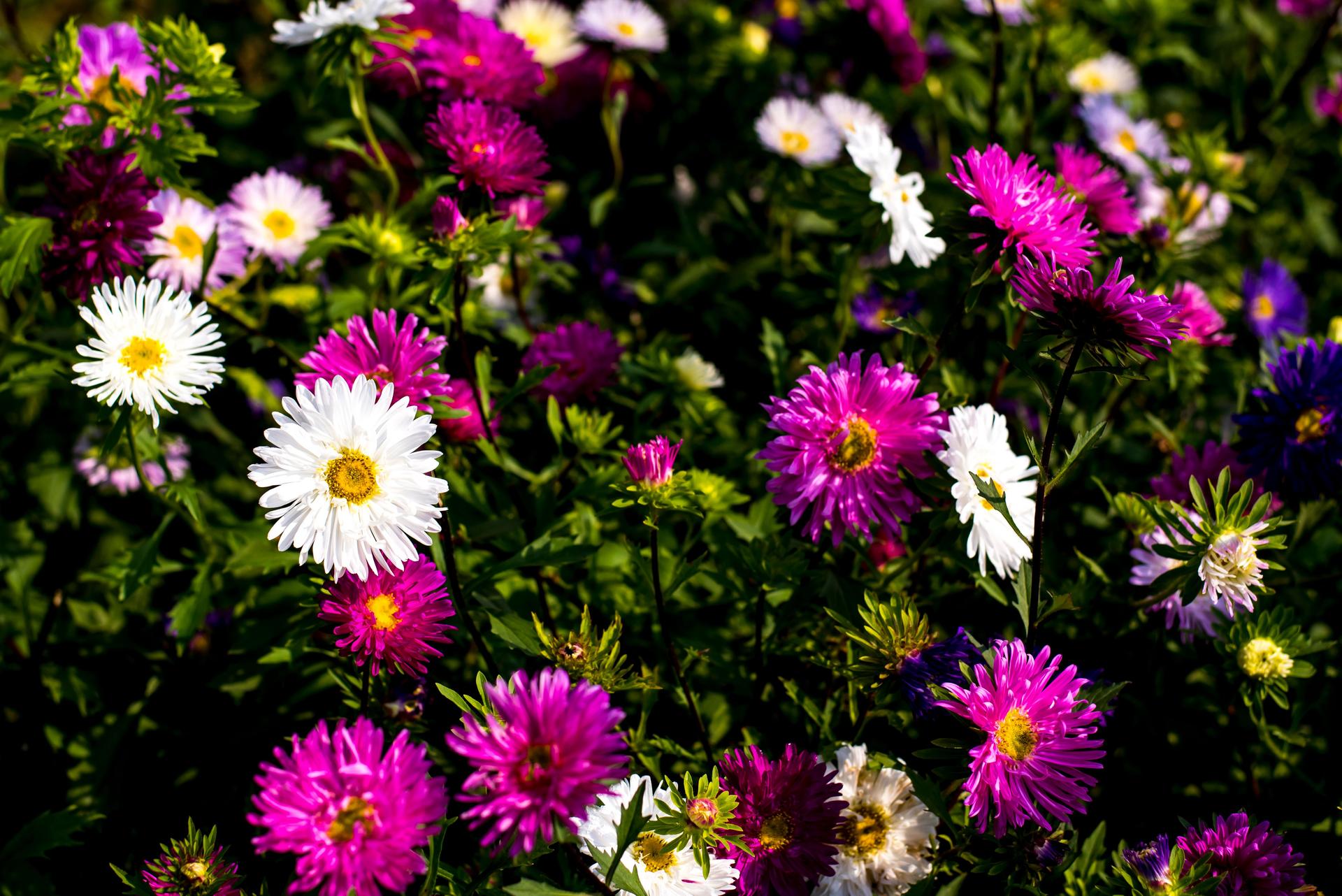 Pink and white asters in full bloom